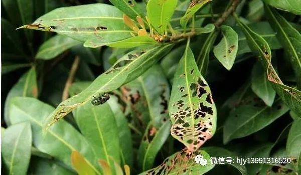 【智慧农业】春暖花开季的果树病虫害预防