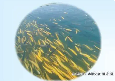 【乡村振兴】靠水吃“水”冷水鱼养殖带富一方百姓
