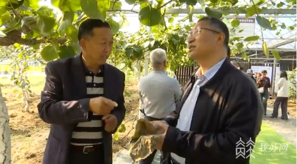 【农业产业】江苏省内外“大咖”齐聚句容 田间把脉甜“猕”产业